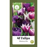 Kukkasipuli Tulip Blueberry mix